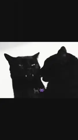 #katu #vnas #rekk #🐈‍⬛ #fyp 
