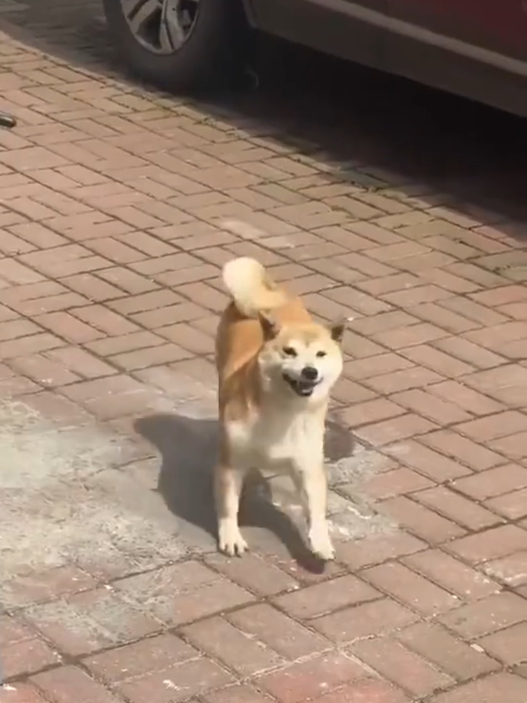 ලල් ලාල ලලලා....😘❤#FunnyDogs #Viral  #FYP #DogTok 