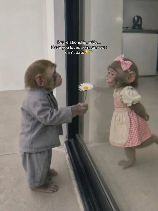 #monkeyknowslife 