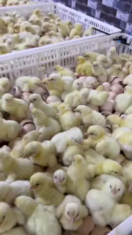 poussins chair disponible le 03 septembre 2026  +226 64187357 #burkinafaso🇧🇫 