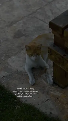 وصلت إلى حد لم يعد يهمني فيه حضور أحد أو غيابه أصبحت أبحث عن راحتي وسلام نفسي وفقط