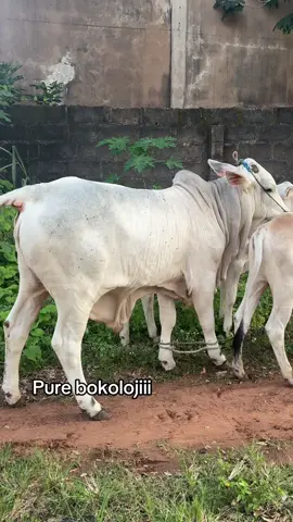 #gudali 