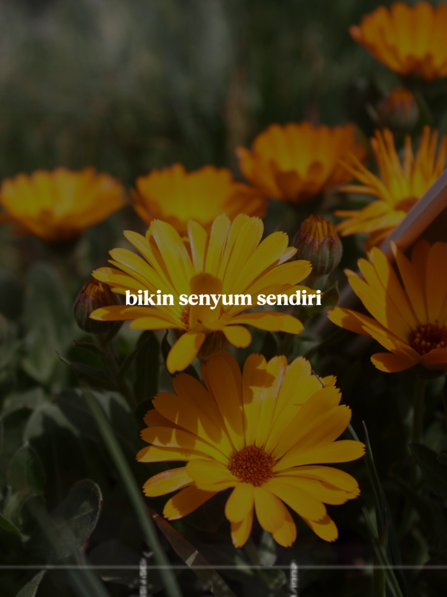 Bikin Senyum Sendiri #CapCut #fypシ゚viral #liriklagu #capcutpioneer #pioneertemplate 