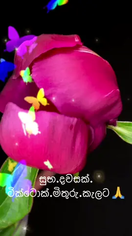 සුභ දවසක් 😊😊😊😊😊😊😊😊😊🎀🎀🩷🙏🩷🙏#trending #viraltiktok #foryou #onemillionaudition 