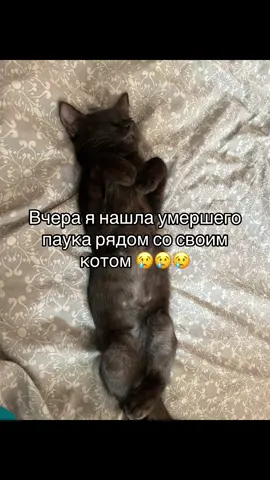 🥲🥲🥲#котики  #кот #кино #котики #человекпаукнетпутидомой 
