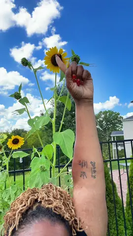 @HOME GROWN GARDENING #gardening #sunflower #gardening #gardeningforbeginners #cutflowergarden 