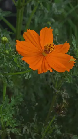 #galaxys25ultra #viral #fyp #mobilevideo #shiga 