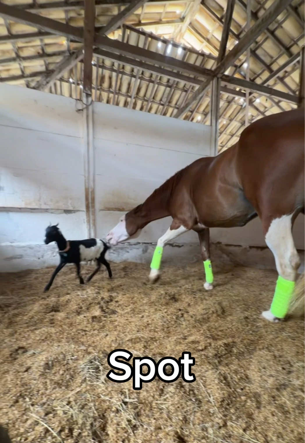bicho doido da peste kkkk mas eu amo #cavalo #quartodemilha 