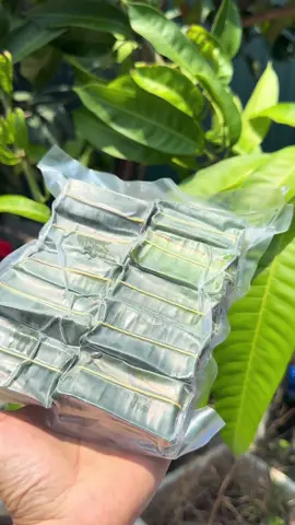 Nem chua Thanh Hoá giờ ngon xỉu#madewithdola #TikTokShop99 #creatorsearchinsights #xuhuong #hottrend @Hải Cẩu - HomeShop @Tiểu Bảo @Hải Cẩu- Bống  @Tiểu Bảo TCB  @Tiểu Bảo TCB  @Tiểu Bảo TCB 