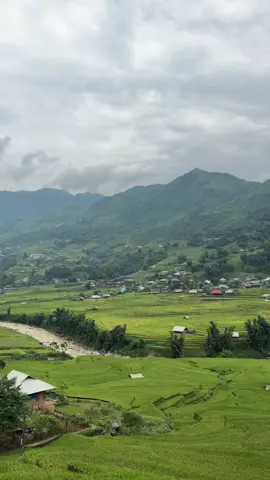 Cánh đồng lúa Tả Van hiện lên như một bức tranh sơn dầu sống động, nơi sắc xanh mướt trải dài tít tắp dưới bầu trời trong xanh 🏞️. Từng thửa ruộng bậc thang uốn lượn mềm mại, ôm lấy những bản làng dân tộc thiểu số yên bình. Hương lúa chín thoang thoảng quyện với không khí trong lành, mang đến cảm giác thư thái đến lạ. Tôi thật sự choáng ngợp trước vẻ đẹp hùng vĩ và thanh bình của nơi đây. Khung cảnh này chắc chắn sẽ còn mãi trong tâm trí tôi, như một lời nhắc nhở về vẻ đẹp nguyên sơ của đất trời. #TaVan #RuongBacThang #DuLichSapa #VietnamNature 