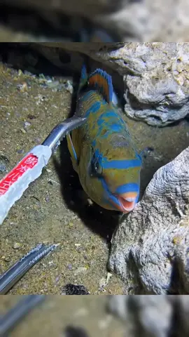 🔱 Abyssal Creatures  — Feeding a wild Goliath Grouper by hand... 🐟 🎯 Dresseur Des Abysses — 
