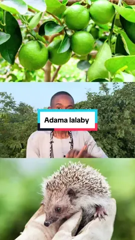 @mahamadoucoulibaly111 