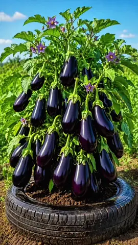 New techniques for growing eggplant trees to produce more fruits #gardening #plants #fyp #foryoupage #viral 