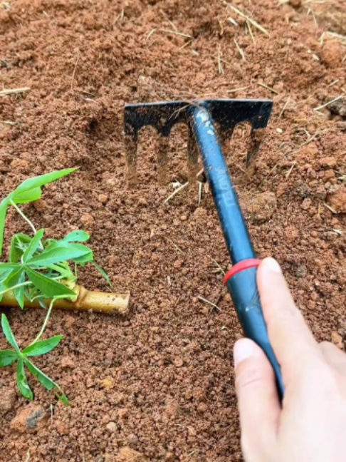 🌱🪴 Manual Planting of Sprouted Cassava Cutting in Red Soil Using Hand Rake