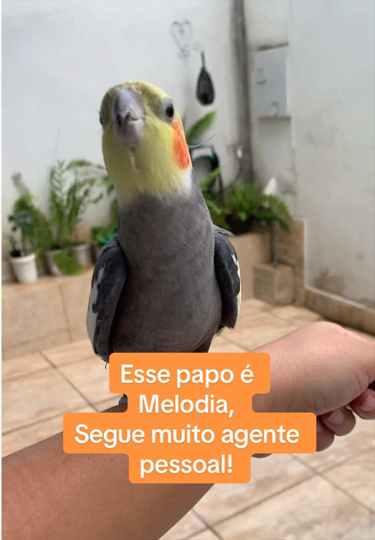 Esse papo é uma melodia 🎵 Gosta do nossos vídeos comenta,compartilha e segue a gente🙏 #calopsita #bemestaranimal #amoanimais 
