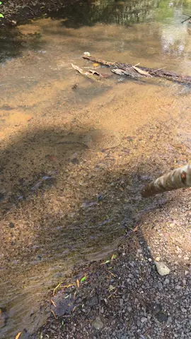melhor peixe que tem 