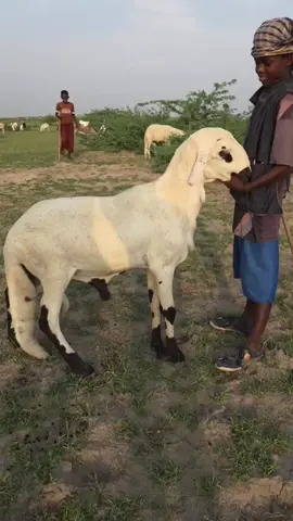 مسابقة أفضل فحل ضأن 🐑في السودان 🇸🇩     مشاركة رقم 17  🐏 - اسم السلالة : القرج 🐏 - المنطقة : النيل الأبيض - كوستي 🐏 - اسم الفحل : بدون 🐏- اسم المالك : علي عثمان الشيخ  يلا صوتو بلايك ولو ماعجبتك مواصفاتو اكتفي بتعليق في انتظار مشاركة كل مربي الضأن في السودان للمشاركة رسل مشاركتك على الخاص  #أبو_غيث_للسعية_والمواشي #تربية_المواشي #كاتب_محتوي_اخضر_وحيواني #الضان_السودانى