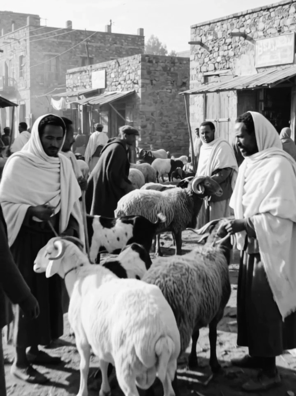 🐑🇪🇹 የእንቁጣጣሽ በዓል ገበያ — 1946 ዓ.ም! ያኔ አንድ በግ 8 ብር ብቻ! 😳🐑 ዛሬ ከምንሰማው የዋጋ ታሪክ ጋር ስናነጻጽረው እውነትም የሚያስደንቅ የዘመን ልዩነት ነው። 💭 1946 ዓ.ም ወደ ኋላ ተመልሰን የድሮዋን ኢትዮጵያ እንመልከት! 🇪🇹❤️ #እንቁጣጣሽ #የድሮዋኢትዮጵያ #1946ዓም #EthiopianHistory  @TikTokEthiopia @EthiopianHistory @VisitEthiopia