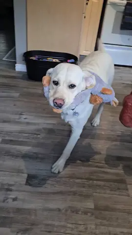 In every group of dogs, there’s always that one… the little spitfire with the biggest personality, a touch of sass, and just a little bit of a wingnut. 😂❤️ And this little girl? She’s definitely that one. 😜 She’s quirky, she’s feisty, she keeps us laughing, and she marches to the beat of her own little drum. But underneath all that personality is the softest soul and the biggest heart full of love. ❤️ She may be a little different, but that’s exactly what makes her so incredibly special. Some souls just shine a little brighter, love a little harder, and leave the biggest pawprints on your heart. 🐾💕🐾 #laineyrae #registered #beauty ##myworld#shimmeringwhitelabradors
