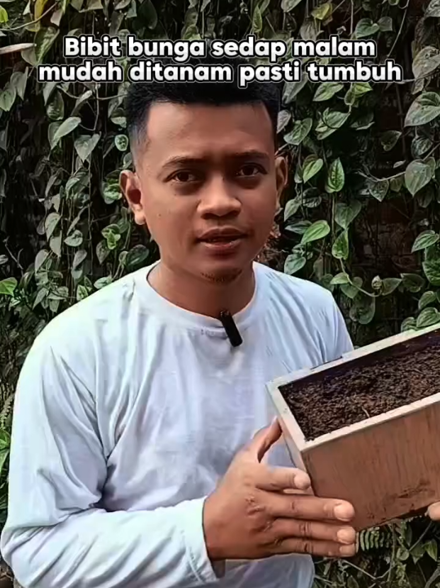 Bibit bunga sedap malam #bungasedapmalam #umbibungasedapmalam #bibitbungasedapmalam 