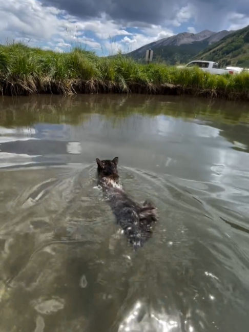 maw🫧mowblbl🫧🫧 (📹 pocketsizedlynx | IG ) - #cats #swimming #9gag