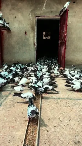 Baby Pigeons #chsakhi #adilsakhi #teddypigeons #teddykabootar #کبوتربازی 