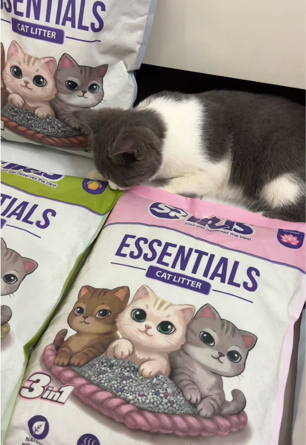 Mấy bà học sinh sinh viên tham khảo thử nhe #chiecmeoxink #cat #cats #fyp 