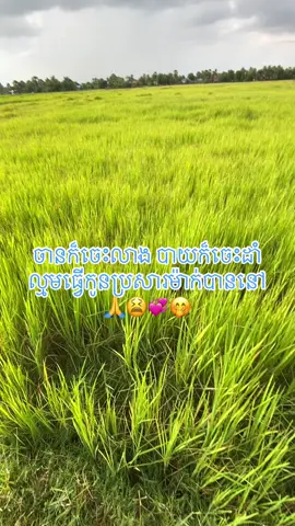 #ទេសភាពស្រុកស្រែ🌄🏜️🌱🌼🌾🐟 #កូនអ្នកពោធិ៍សាត💗 #pppppppppppppppp 