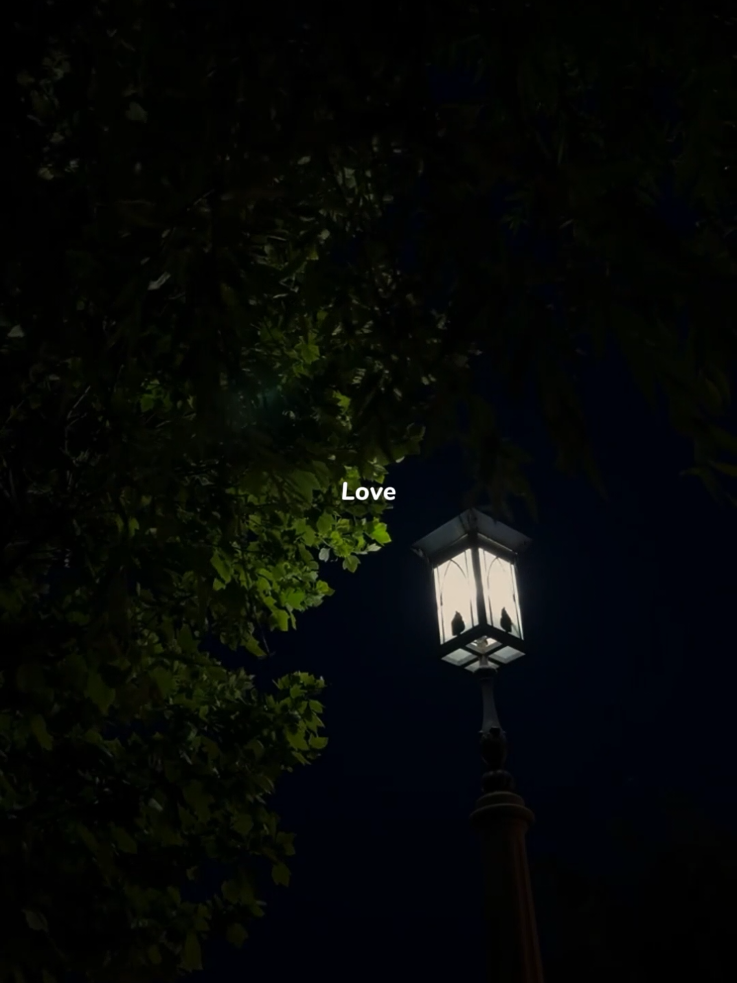 Can't you see I'm alone? > > > #foryou #lyrics #fyp #song #foryoupage 