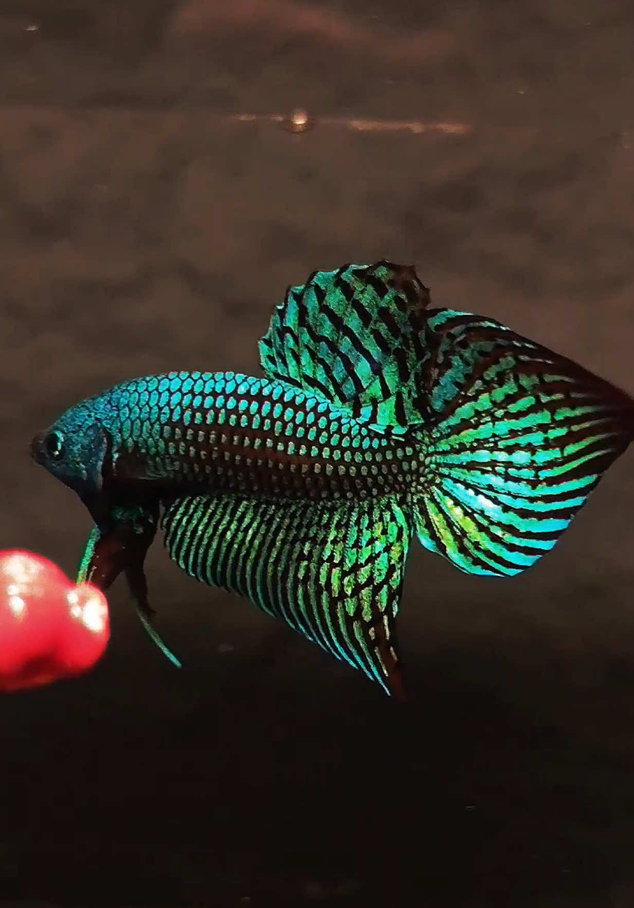 Green Alien Wild Betta Fish 💚 #bettafish #alienbetta #wildbetta #wildbettafish #bettafishshop 