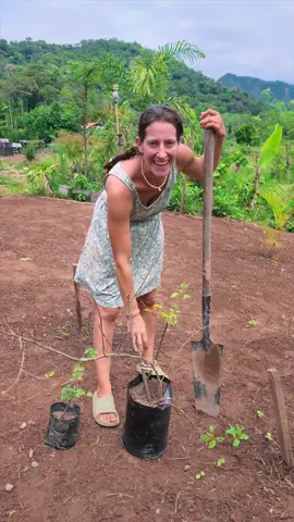 Planting red and orange bougainvillea #bougainvillea #offgrid #jungelife