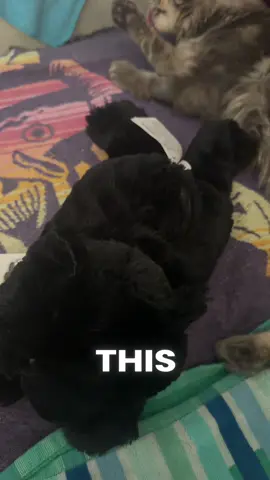 #toys 🧸 #plushies #infusded #catsoftiktok #fostercare @Warmies 