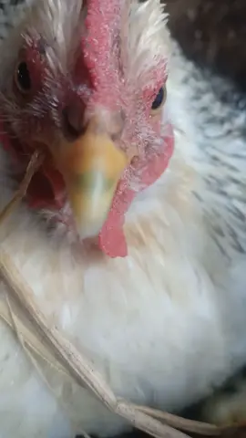 #ayam #chiken 