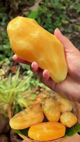 Sâm đất - đặc sản ngọt mát của núi rừng Tây Bắc!#xuhuong #tiktokshop #ngachoque #samdat #samdattaybac 
