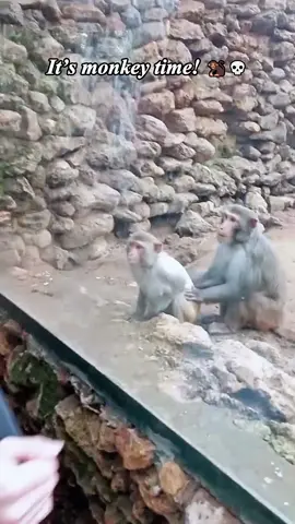 Yep, the monkey is still the main character 🐒🤣  #funny #animals #monkey #monkeylover #funnyvideos