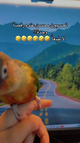 ماشاءالله تبارك الله #طيور #كنيور #fypシ #الكنيور_محسن 