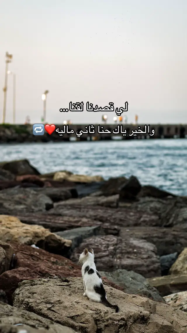 #تصاميم_فيديوهات🎵🎤🎬 #اعادة_النشر🔃 #fypシ゚viral #خلي_معاك_قلب🙏❤ #شعب_الصيني_ماله_حل😂😂 