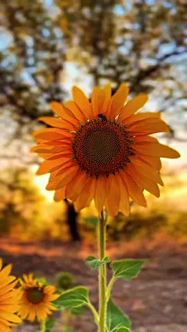 #sonbahar #ayçiçeği #günbatımı #tpyシ #manzara 