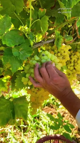 نعمة منسية خيرات الأرض تستحق الشكر خير الأرض رزق من السماء انفقو مما تنبت الارض. سورة البقرة الآية 266 القارئ محمد الفقيه. #الحمدلله_دائماً_وابداً #اكسبلور_explore #اكسبلورر #ترند_تيك_توك #لا_اله_الا_انت_سبحانك_اني_من_الظالمين 