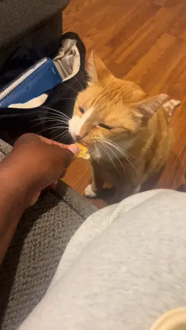 #CAVA for everyone in this house 😂. #catsoftiktok #orangecatbehavior 