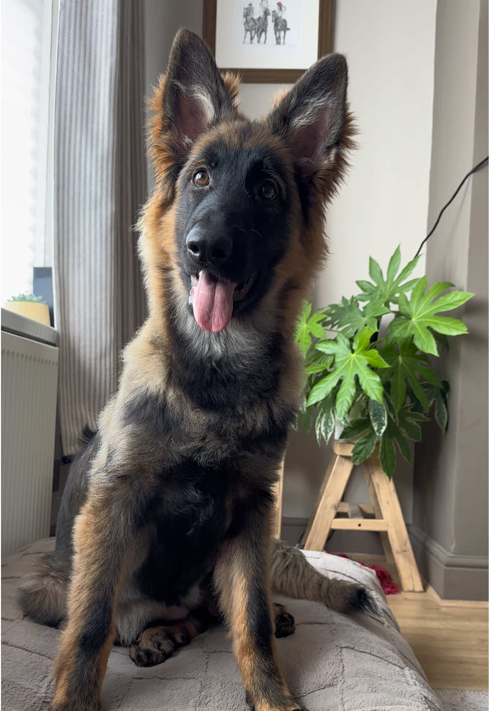 Pretty dog check😍 #dogtok #gsd #puppydog 
