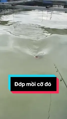 Đã câu ở ngoài không có cá rồi, vô bè câu dính cá lại đứt dây #toman #lure #lurefishing #câucá #lócbông 