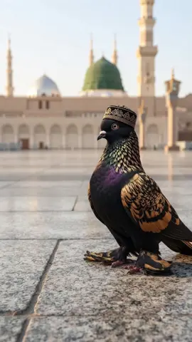 #tota.#bolane.#wala #LikeFollowShare #comment     💙💜💚🩵💝💖🤎🧡❤️🩷💛🩵