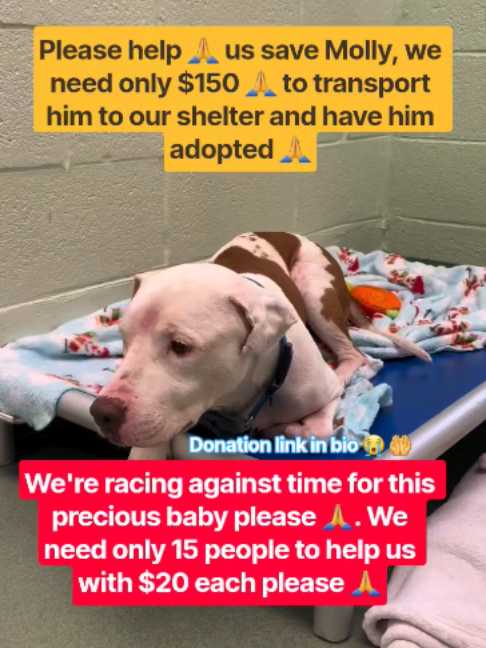 Stand with us to save innocent stray animals. Donate now through the link in bio today please.......