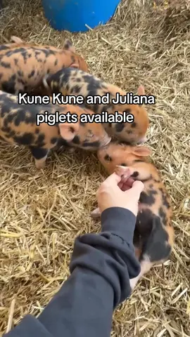#KuneKunePiglets #JulianaPiglets #MiniPiglets #PigTok #piglets 