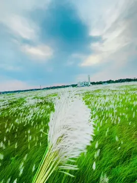 তো ফুটে উউঠেছে লাং নিয়ে আইসা পইরেন 🐸 #কাশফুল #brahmanbaria #vairal #foryou #tiktok 