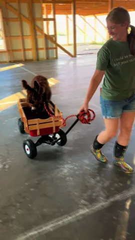 Sir Pipsqueak in his little red wagon! #radioflyerwagon #windingbrookeminiranch #tsc #microdonkey #smallestdonkeyintheworld 