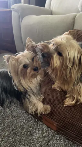 #yorkiesoftiktok #yorkielife #cuteyorkiesoftiktok #puppyloversoftiktok 