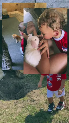 Spent the day with all these lovely babies 🐱🐷🐐🐰 #bunny #kitten #kid ##pigs #toddlersoftiktok 
