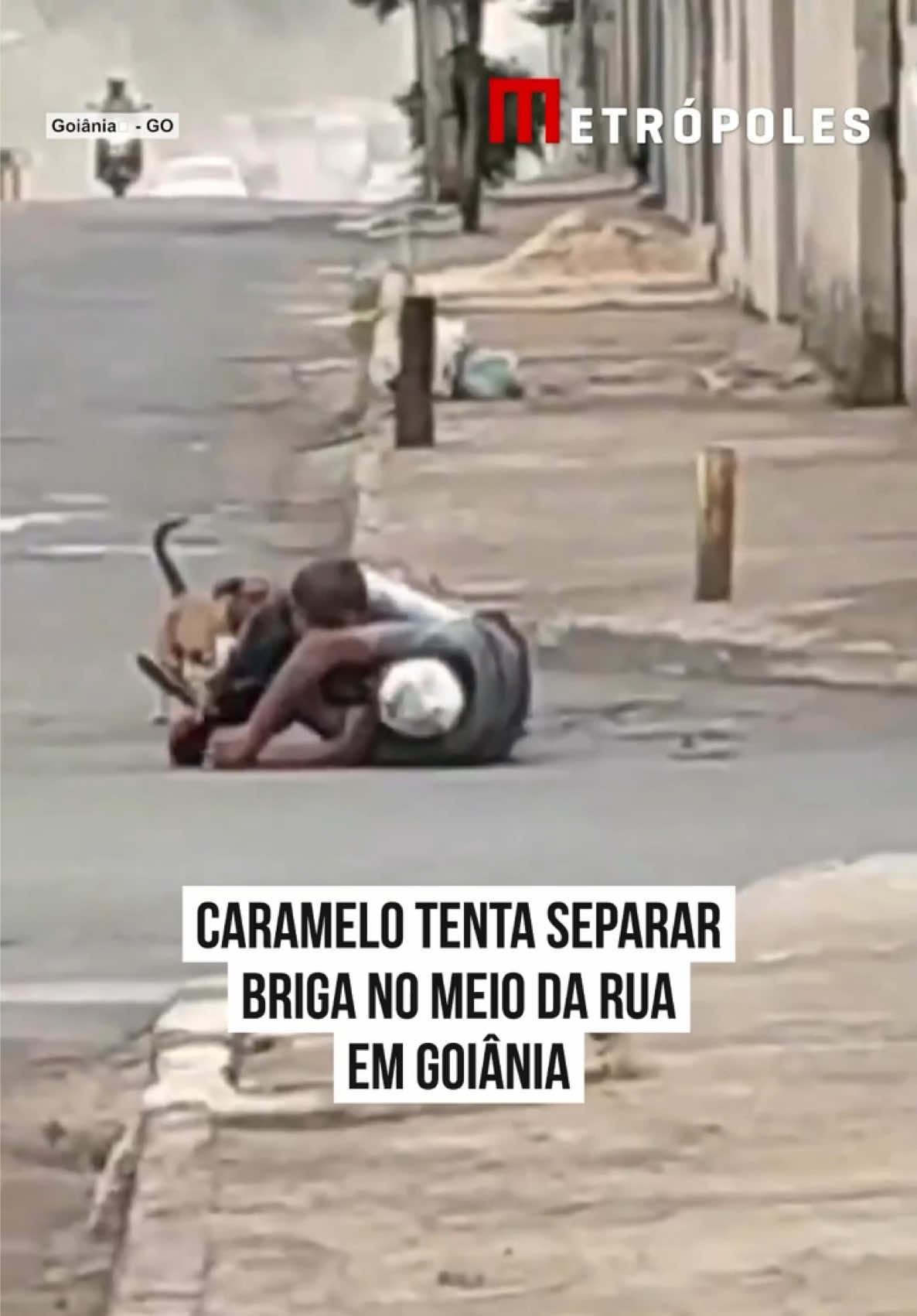 🐶 BRIGA INTERROMPIDA Uma cena inusitada chamou a atenção de quem passava pelo bairro #Finsocial, na capital goiana. Uma #briga chegou a interromper o trânsito e mobilizou a atenção de motoristas e pedestres. Porém, no meio da confusão, um terceiro personagem resolveu entrar em ação: um #cachorrocaramelo. O animal entrou no meio da briga e, aparentemente, tentou separar os envolvidos e acalmar os ânimos. A atitude inesperada arrancou risadas de quem acompanhava a situação. O momento rapidamente ganhou repercussão nas redes sociais, principalmente pela forma curiosa como o cãozinho tentou “colocar ordem” na confusão. Segundo testemunhas, o cachorro convive com um dos envolvidos na discussão. Ainda segundo quem estava no local, ninguém ficou gravemente ferido. Você acha que o cachorro conseguiu cumprir a missão de colocar ordem na confusão? #Metrópoles 🤳 Reprodução/Redes sociais